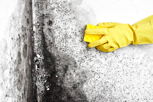 Best Commercial Mold Removal  in Moorestown Lenola, NJ