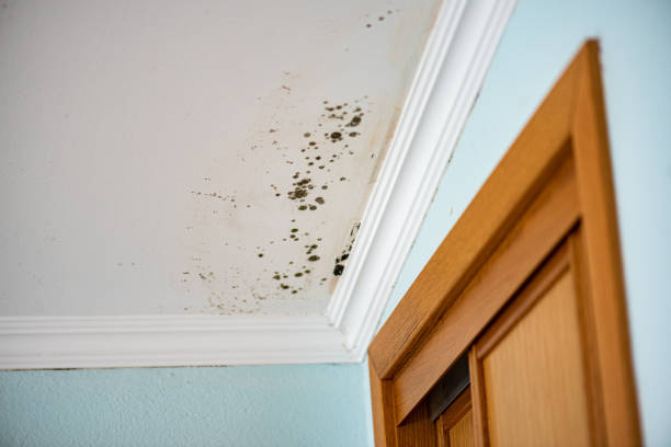 Best Mold Damage Repair  in Moorestown Lenola, NJ