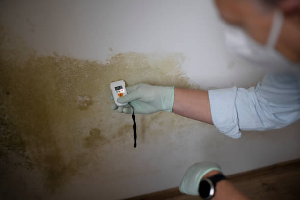 Best Mold Damage Repair  in Moorestown Lenola, NJ