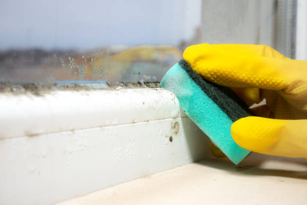 Mold Testing and Removal in Moorestown Lenola, NJ