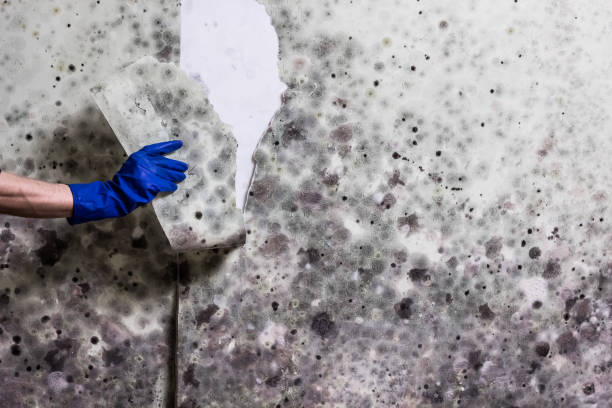 Best Best Mold Removal Companies  in Moorestown Lenola, NJ