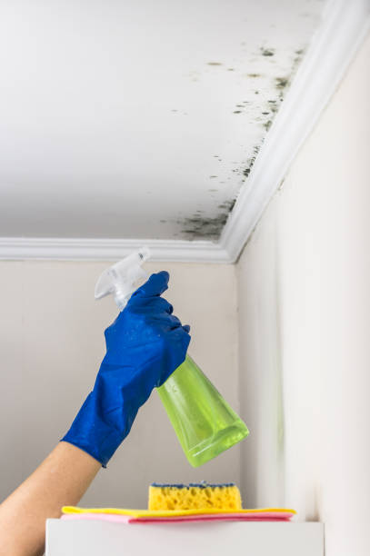 Best Black Mold Removal  in Moorestown Lenola, NJ